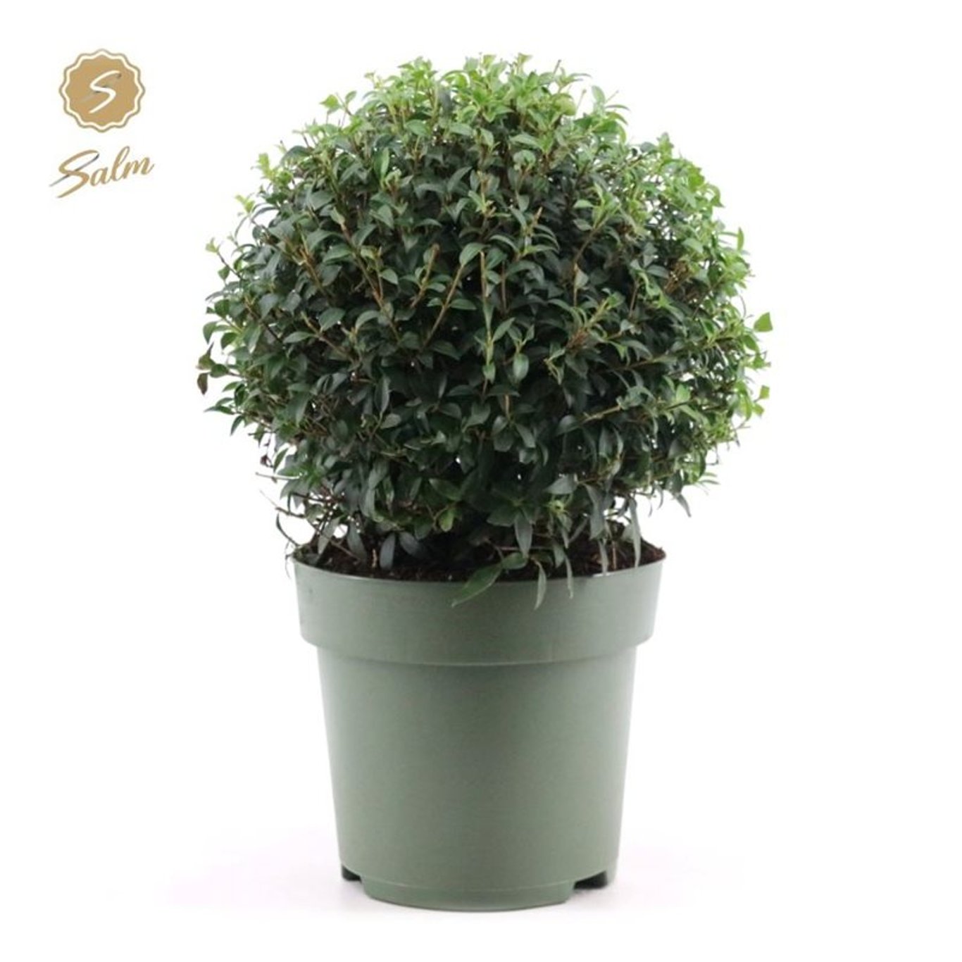 Osmanthus burkwoodii - 40 CM Ball Cont.